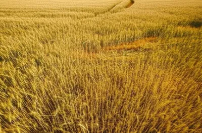 Illustration broken - Image 1