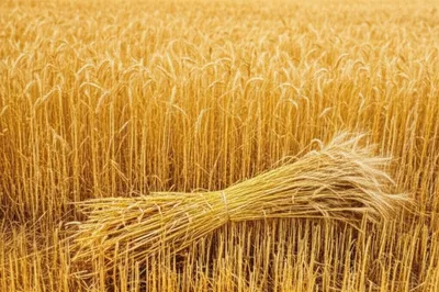 Illustration scythe - Image 1