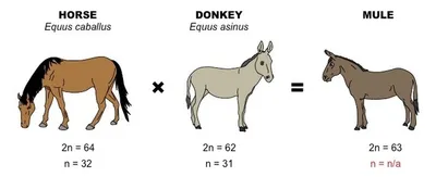 Illustration hybrid - Image 2