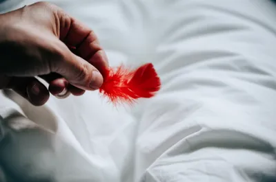 Illustration plucking - Image 1