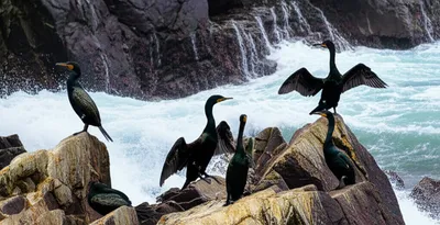 Illustration shags - Image 1