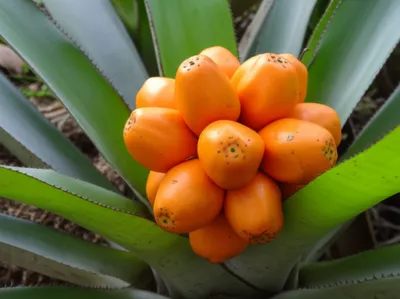 Illustration penguin - Image 1