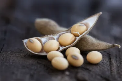 Illustration soybeans - Image 1