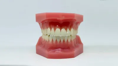 Illustration dentition - Image 2