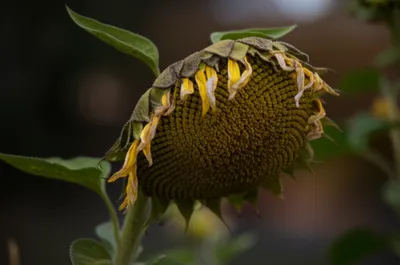 Illustration flagged - Image 1