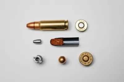 Illustration shell - Image 1