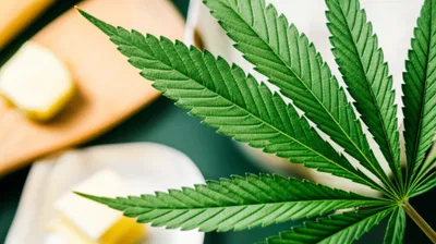 Illustration cabbage - Image 1