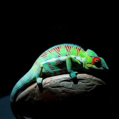 Illustration shew - Image 1