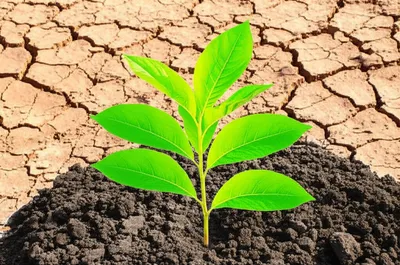 Illustration frugality