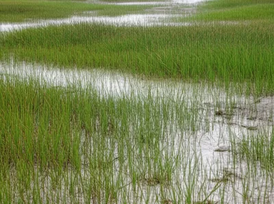 Illustration saltgrass - Image 1