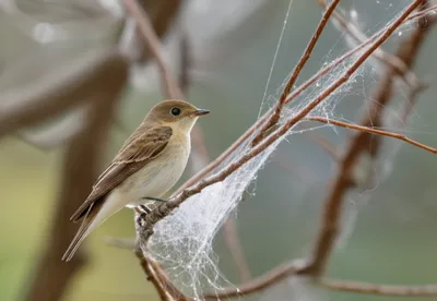 Illustration cobwebs - Image 1