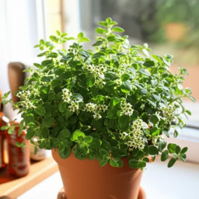 Illustration origanum