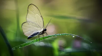 Illustration nice - Image 1