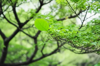 Illustration node - Image 1