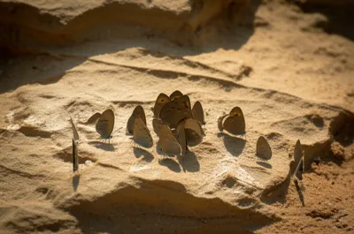 Illustration ocher - Image 1