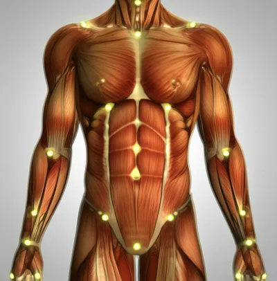 Illustration acupoints - Image 1