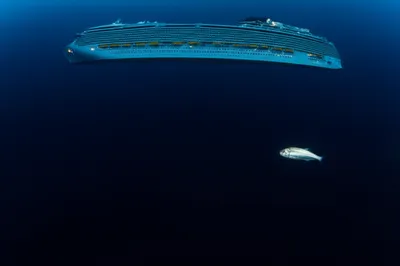 Illustration minnow - Image 1