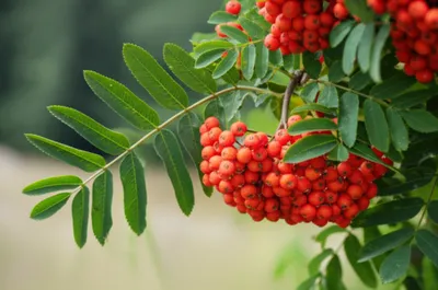 Illustration rowan - Image 1