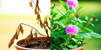 Illustration enlivened