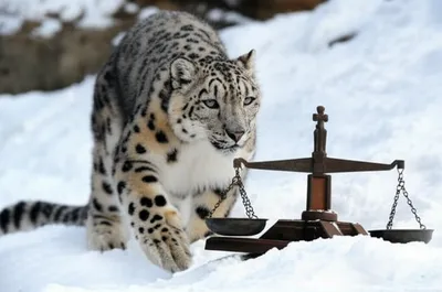 Illustration ounces - Image 1