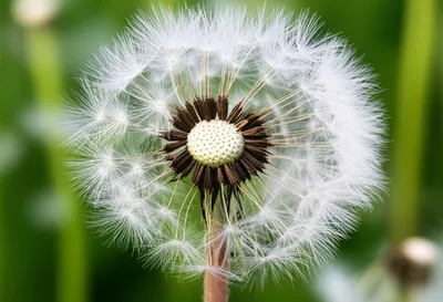 Illustration dandelions - Image 1