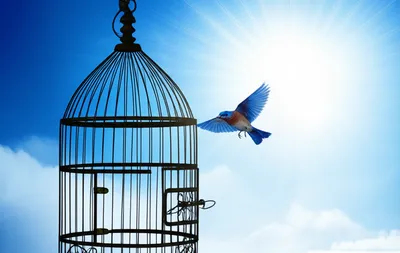 Illustration bailed - Image 1