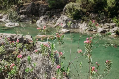 Illustration oleander - Image 2