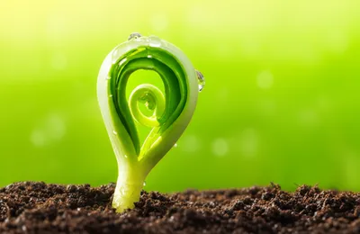 Illustration bud - Image 1