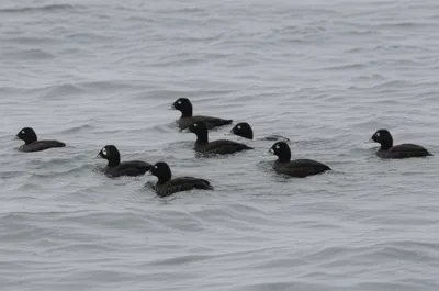 Illustration scooters - Image 1