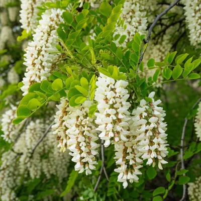 Illustration robinia - Image 1