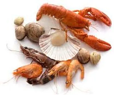 Illustration shellfish - Image 2