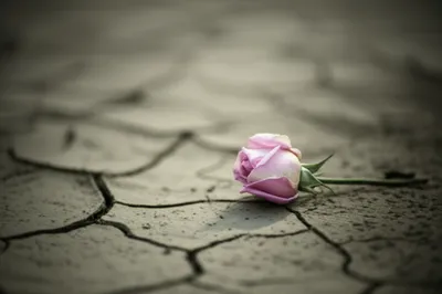 Illustration losses - Image 1