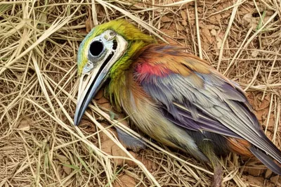 Illustration dotterel - Image 1