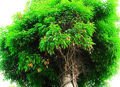 Illustration worsening - Image 1