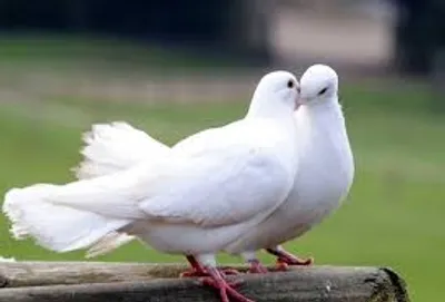 Illustration dove - Image 2