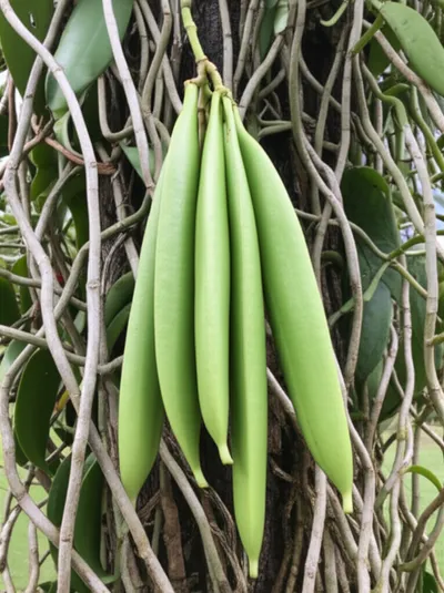 Illustration vanilla