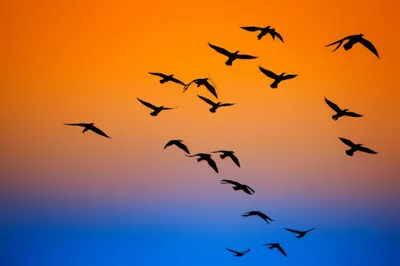 Illustration flys - Image 1