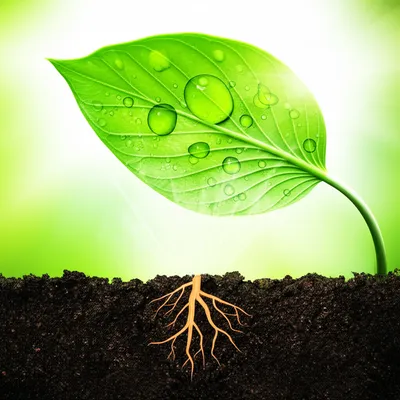 Illustration transpire - Image 1