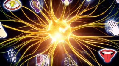 Illustration sensorium - Image 1