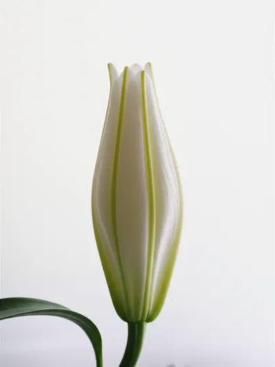 Illustration virginal - Image 1