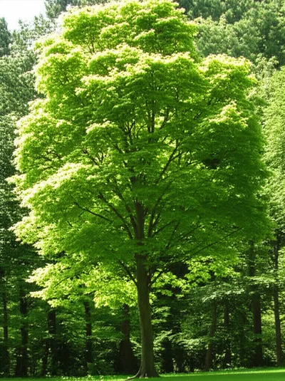 Illustration won - Image 1