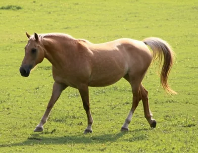 Illustration amble - Image 1