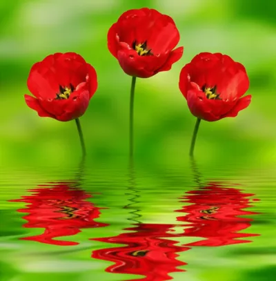 Illustration treble - Image 1