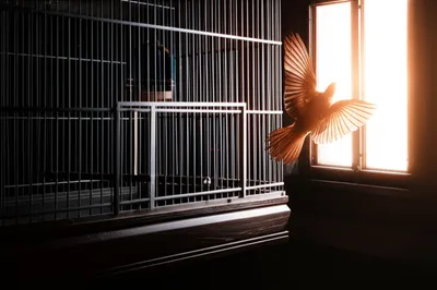 Illustration emancipate