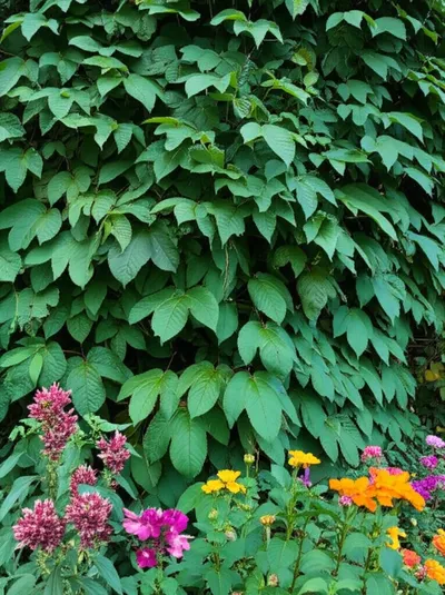 Illustration pests - Image 1