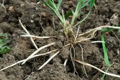 Illustration couch - Image 2