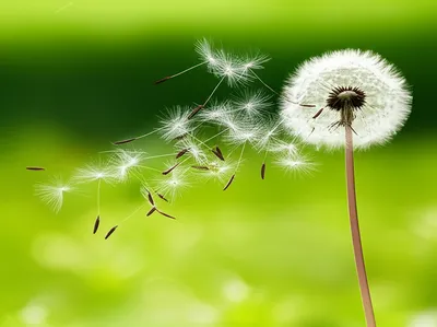 Illustration to - Image 1