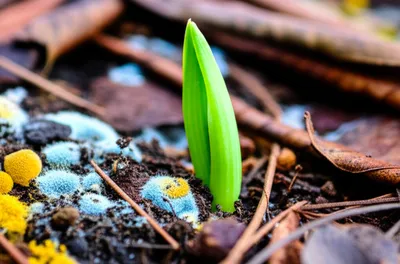 Illustration mould - Image 1