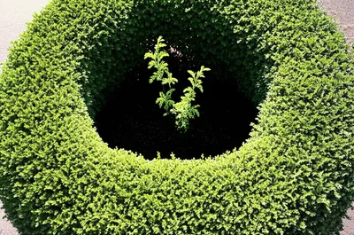 Illustration hedging - Image 1