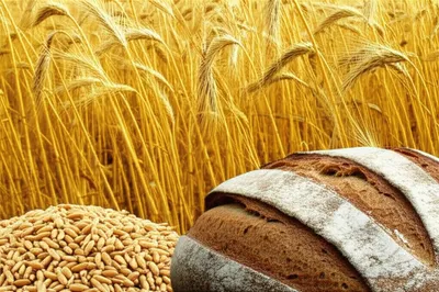 Illustration spelt - Image 1